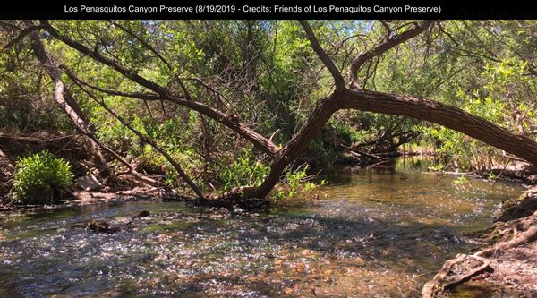 Los Penasquitos Canyon Preserve (8/19/2019 - Credits: Freinds of Los Penasquitos Canyon Preserve)
