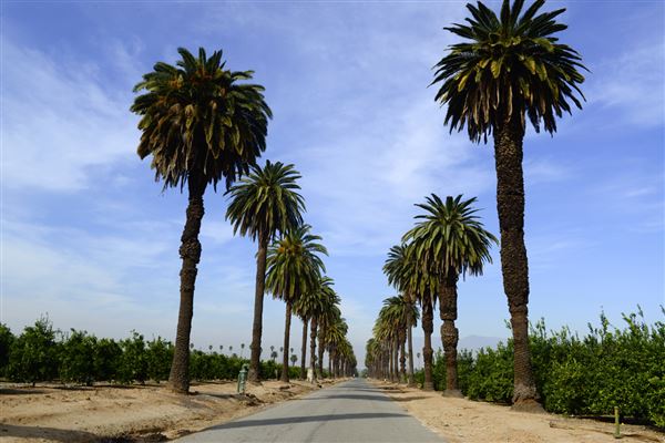 California Citrus State Historic Park (SHP) (1/8/2014 - Credits: Brian Baer)