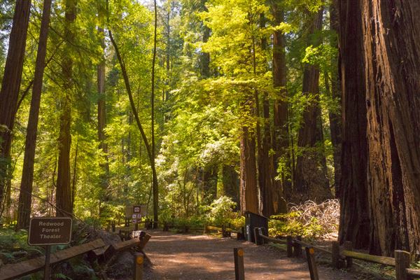 Armstrong Redwoods State Natural Reserve (SNR) (4/17/2025 - Credits: Mariah Harkey)
