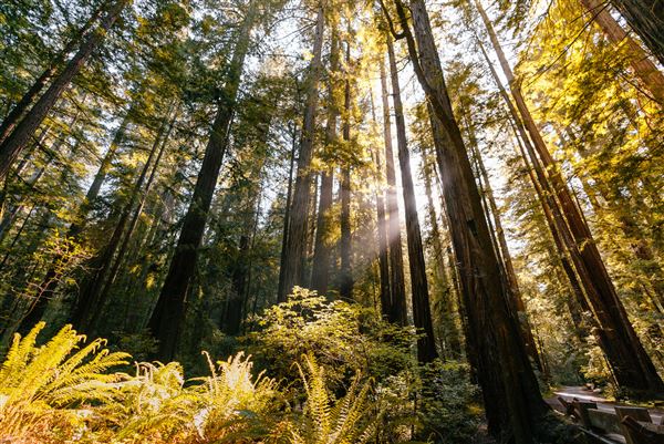 Armstrong Redwoods State Natural Reserve (SNR) (4/17/2025 - Credits: Mariah Harkey)