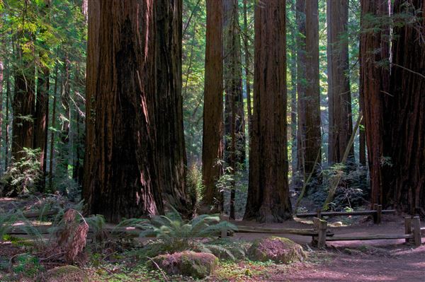Armstrong Redwoods State Natural Reserve (SNR) (4/17/2025 - Credits: Photo Courtesy of Sonoma County)