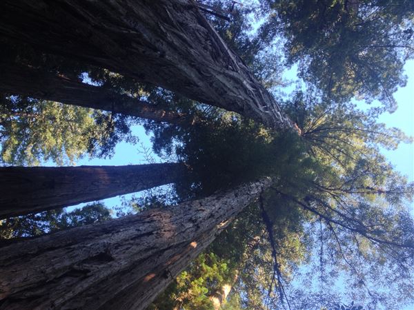 Armstrong Redwoods State Natural Reserve (SNR) (4/17/2025 - Credits: Photo Courtesy of Sonoma County)