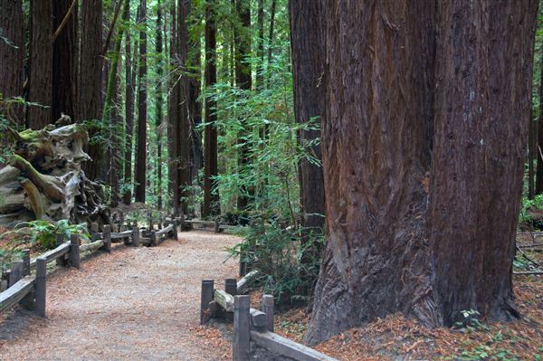 Armstrong Redwoods State Natural Reserve (SNR) (4/17/2025 - Credits: Al Mueller)