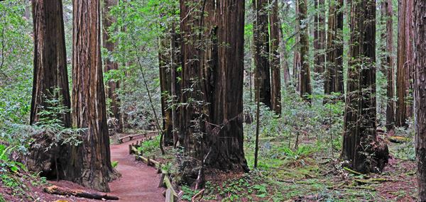 Armstrong Redwoods State Natural Reserve (SNR) (4/17/2025 - Credits: Al Mueller)