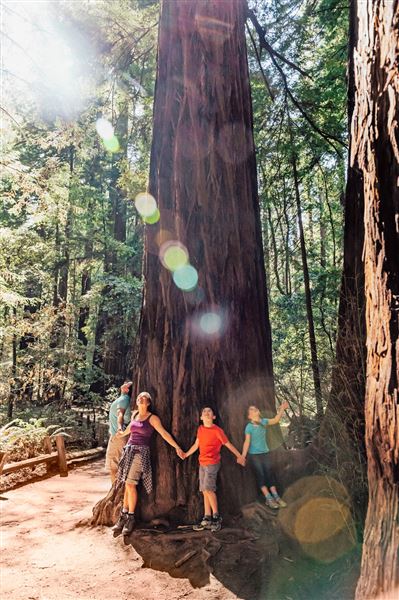 Armstrong Redwoods State Natural Reserve (SNR) (4/17/2025 - Credits: Photo Courtesy of Sonoma County)