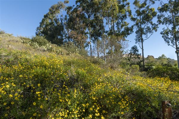Crystal Cove State Park (SP) (3/23/2022 - Credits: Brian Baer)