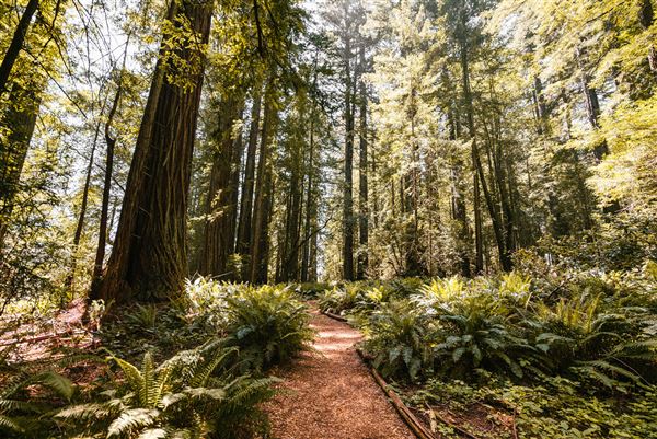 Occidental - Grove of the Old Trees (4/22/2025 - Credits: Mariah Harkey)