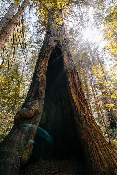 Occidental - Grove of the Old Trees (4/22/2025 - Credits: Mariah Harkey)