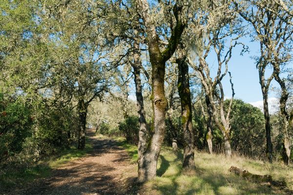 Windsor - Foothill Regional Park (4/25/2025 - Credits: Photo Courtesy of Sonoma County)