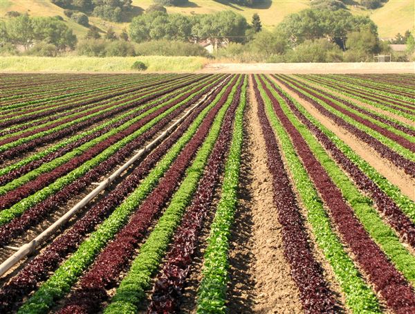 Salinas Valley - Agriculture (5/31/2022 - Credits: SeeMonterey.com)