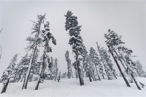 Dodge Ridge Mountain Resort (5/28/2025 - Credits: Dodge Ridge Mountain Resort)