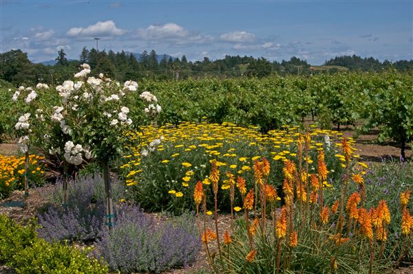 Dry Creek Vineyard (6/30/2025 - Credits: Photo Courtesy of Sonoma County)