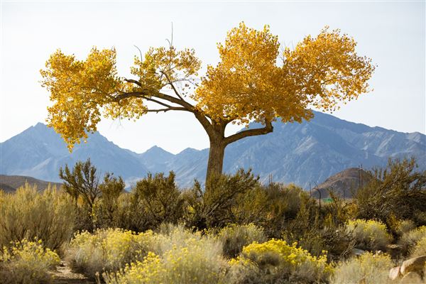 Bishop (7/25/2025 - Credits: Visit USA Parks)