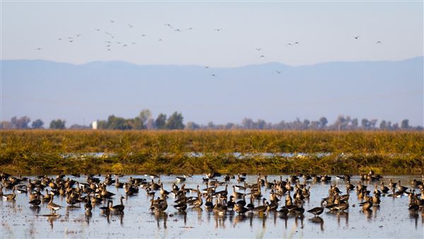 Gray Lodge Wildlife Area - California Department of Fish & Wildlife (CDFW) (7/28/2025 - Credits: U.S. Bureau of Reclamation)