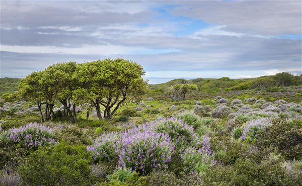 Fort Ord National Monument (6/16/2023 - Credits: Jesse Pluim, BLM, Public Domain)