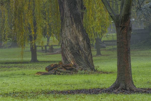 Colusa-Sacramento River State Recreation Area (SRA) (12/9/2016 - Credits: Brian Baer)