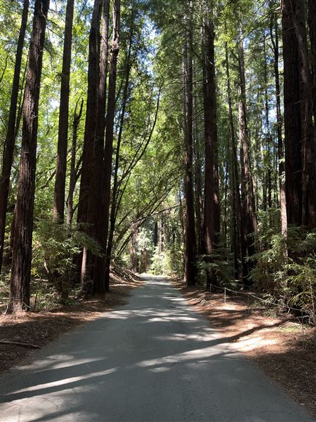 Pfeiffer Big Sur State Park (SP) (8/17/2025 - Credits: Melody Hildreth)