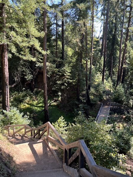 Pfeiffer Big Sur State Park (SP) (8/17/2025 - Credits: Melody Hildreth)