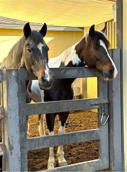 Rancho Equestrian House (9/15/2025 - Credits: submitted by: Max Dell)