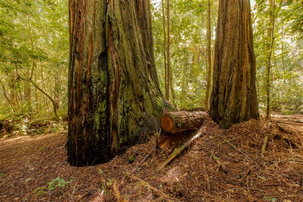 Portola Redwoods State Park (SP) (2/24/2016 - Credits: Brian Baer)
