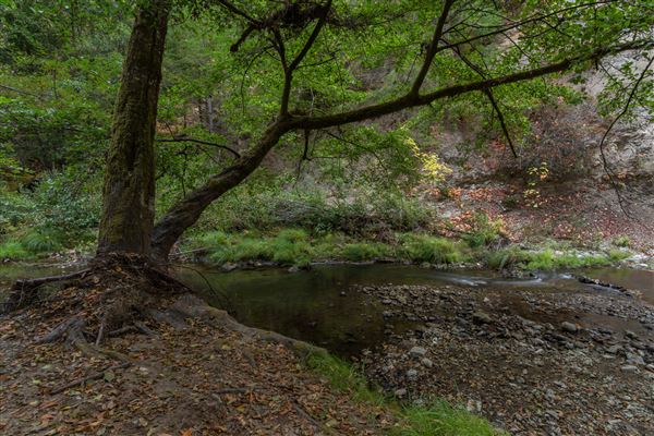 Portola Redwoods State Park (SP) (10/14/2024 - Credits: Brian Baer)