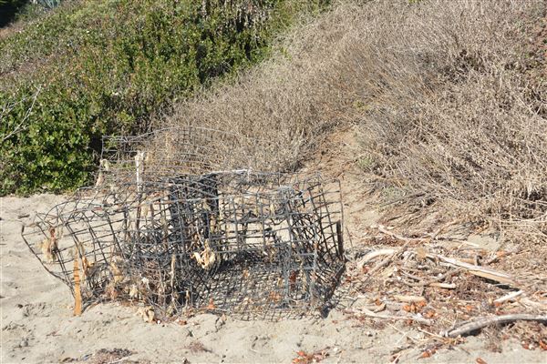 El Pescador State Beach @ Robert H. Meyer Memorial State Beach (SB) - CFC (11/14/2017 - Credits: Leo Fialho)