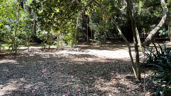 Descanso Gardens - Ancient Forest (3/7/2022 - Credits: Leo Fialho)