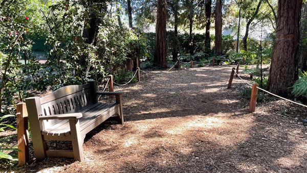 Descanso Gardens - Ancient Forest (3/7/2022 - Credits: Leo Fialho)