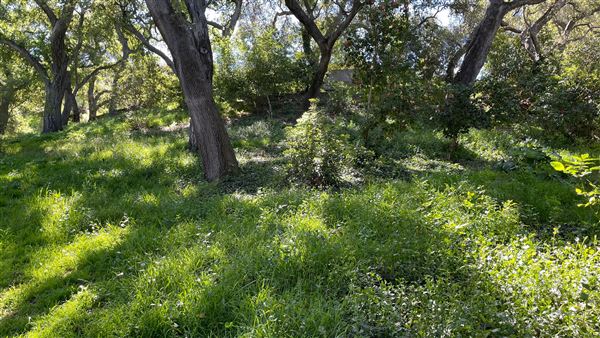 Descanso Gardens - Ancient Forest (3/7/2022 - Credits: Leo Fialho)