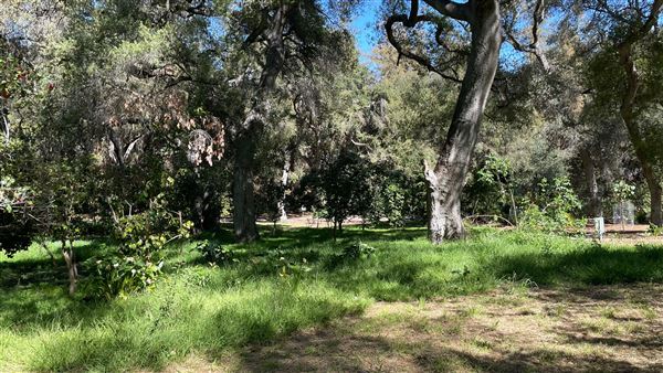 Descanso Gardens - Camellia Forest (3/7/2022 - Credits: Leo Fialho)
