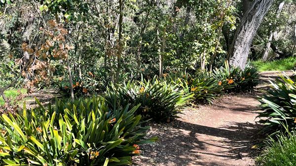 Descanso Gardens - Camellia Forest (3/7/2022 - Credits: Leo Fialho)