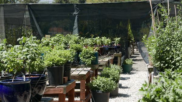 Descanso Gardens - Plant Propagation Greenhouse (7/26/2017 - Credits: Leo Fialho)