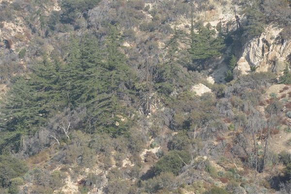 Angeles Crest Highway - SR2 - Between MM 37.21 & Red Box Picnic Area (11/16/2016 - Credits: Leo Fialho)