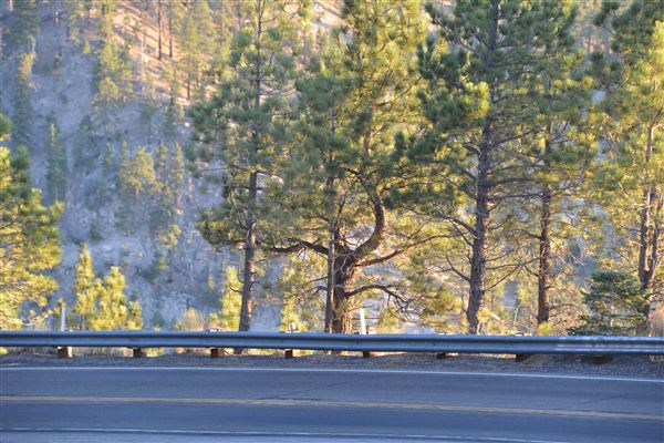 Angeles Crest Highway - SR2 - MM 56.0 - 57.0 (Outside TMZ) (7/28/2017 - Credits: Leo Fialho)