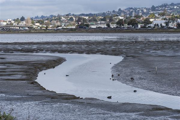 Albany State Marine Reserve - State Lands Commission (SLC) (2/2/2016 - Credits: Brian Baer)