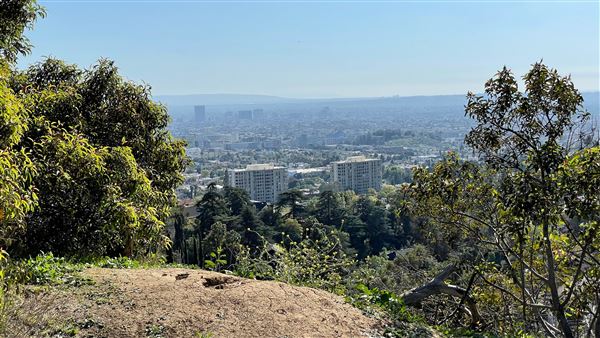 Griffith Park Redwoods - Cedar Grove - Cedar Grove Trail (3/16/2022 - Credits: Leo Fialho)