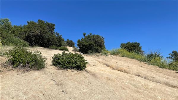 Griffith Park Redwoods - Cedar Grove - Cedar Grove Trail (3/16/2022 - Credits: Leo Fialho)