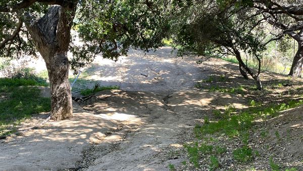 Griffith Park Redwoods - Cedar Grove - Cedar Grove Trail (3/16/2022 - Credits: Leo Fialho)