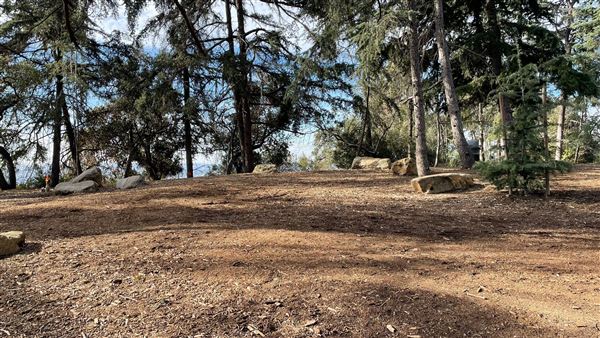 Griffith Park Redwoods - Cedar Grove - Cedar Grove (12/10/2021 - Credits: Leo Fialho)