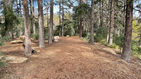 Griffith Park Redwoods - Cedar Grove - Cedar Grove (12/10/2021 - Credits: Leo Fialho)