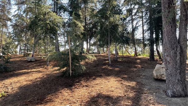 Griffith Park Redwoods - Cedar Grove - Cedar Grove (12/10/2021 - Credits: Leo Fialho)