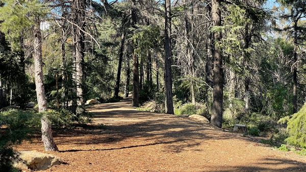 Griffith Park Redwoods - Cedar Grove - Cedar Grove (12/10/2021 - Credits: Leo Fialho)