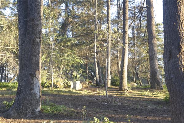 Griffith Park Redwoods - Cedar Grove - Cedar Grove (12/10/2021 - Credits: Leo Fialho)