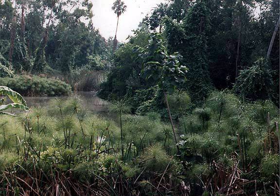 Los Angeles County Arboretum (12/31/2003)