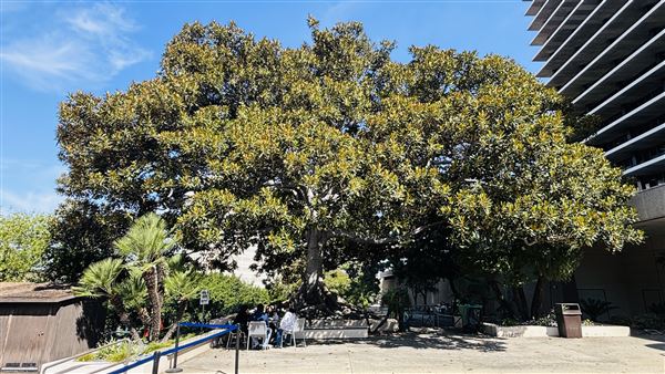 LADWP Headquarters / John Ferraro Building - Outdoor Eating Area / large tree (2/25/2026 - Credits: Brandy Davis)