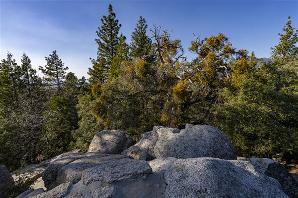 Mount San Jacinto State Park (SP) & Palm Springs Aerial Tramway (1/27/2026 - Credits: Brian Baer)