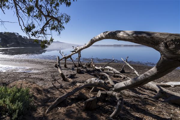 Morro Bay State Park (SP) (12/1/2021 - Credits: Brian Baer)