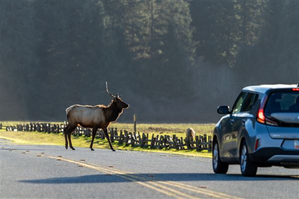 Prairie Creek Redwoods State Park (SP) within the Redwood National and State Parks (2/13/2024 - Credits: Brian Baer)