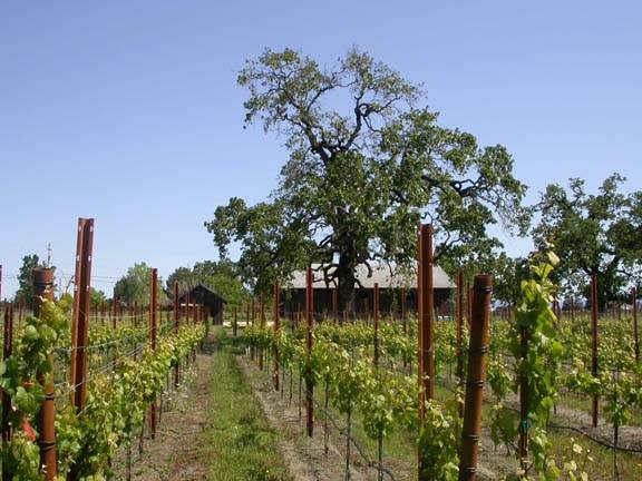 Olivet Grange Vineyard (12/31/2003)