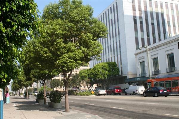 Wilshire Blvd. & Commonwealth Ave. (9/1/2010 - Credits: Lindsay Mizrahi)